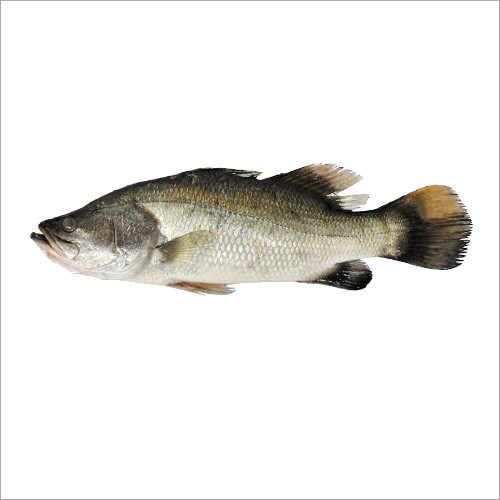Barramundi Fish