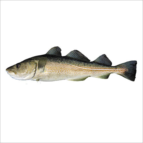 Reef Cod Fish