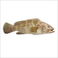 Grouper Fish - Whole, Steak, Fillets | Brown Color, Delicious Taste, High Protein, Omega 3 Rich, Vitamin D Enriched, Sourced From Aquaculture/wild