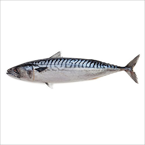 Mackerel Fish