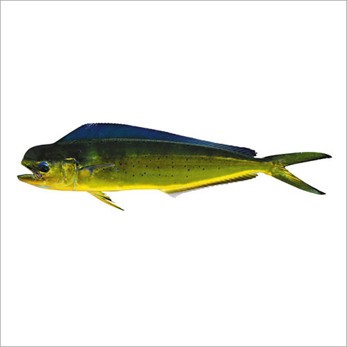 Mahi Mahi Fish