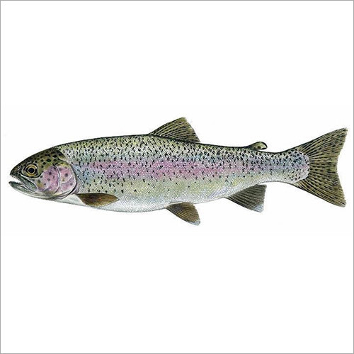 Rainbow Trout Fish