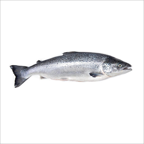 Salmon Fish
