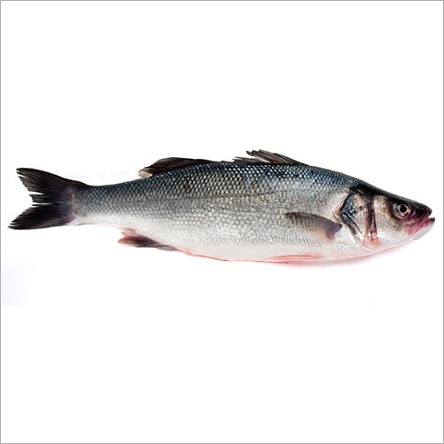 Sea Bass Fish