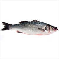 Sea Bass Fish