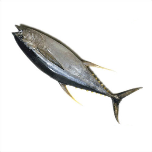 Tuna Fish