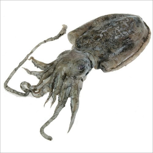 Cuttlefish Seafood