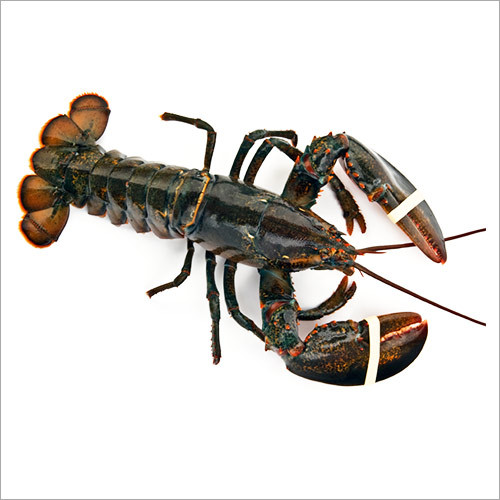 Lobster Crab