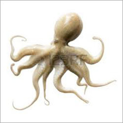 Octopus Seafood