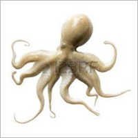 Octopus Seafood