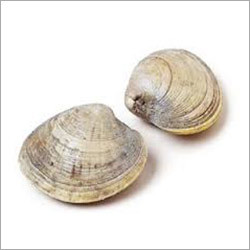 Clam Seafood