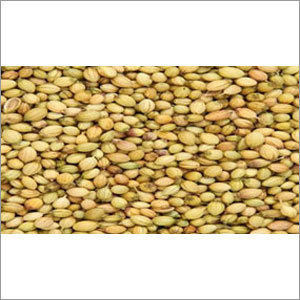 Natural Coriander Seeds Natural Coriander Seeds