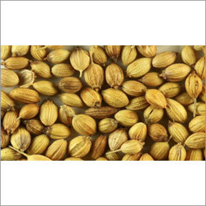 Whole Coriander Seeds Whole Coriander Seeds