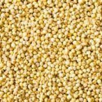 Foxtail Millet