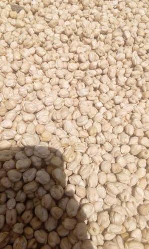 Kabuli Chana - Bulk Packaging, Varied Size, Beige Color | Easy to Cook, High Protein, Nutrient-Rich, Versatile Cooking, Wholesome Food