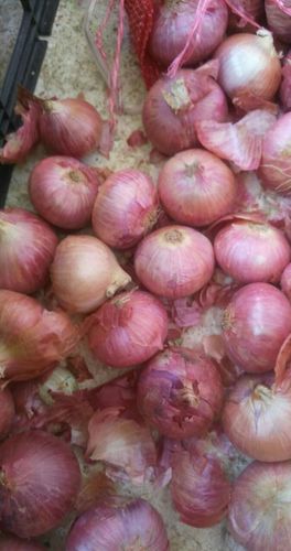 Fresh Red Onions