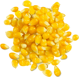 Organic Yellow Maize