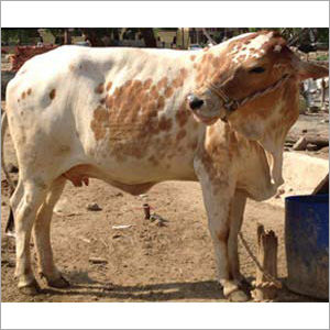 Rathi Cow