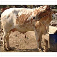 Indian Breed Cow