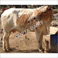 Rathi Cow - Color: White Brown