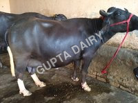 Livestock Buffalo