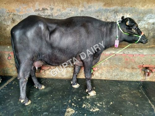 Mehsana Buffalo
