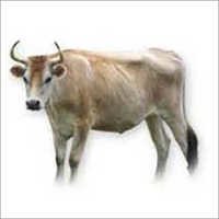 Cow & Buffalo Bull