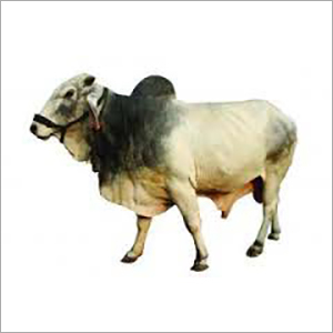 Tharparkar Bull