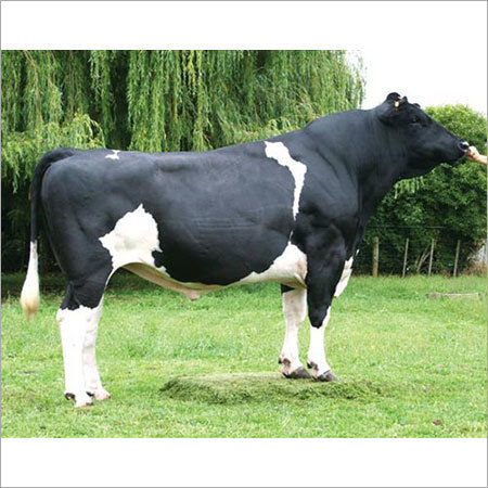 Black Hf Bull