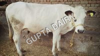 HF Cow
