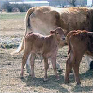 Indian Breed Cow