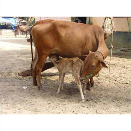 Rathi Heifer