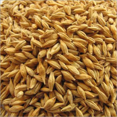 Raw Barley By THE NEW ROYAL FOODS