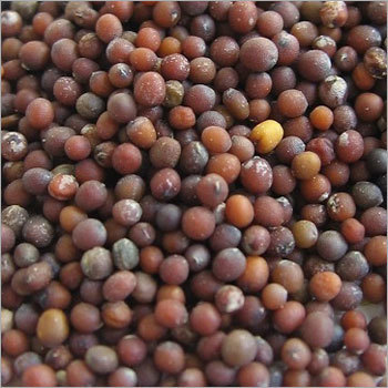 Mustard Seeds