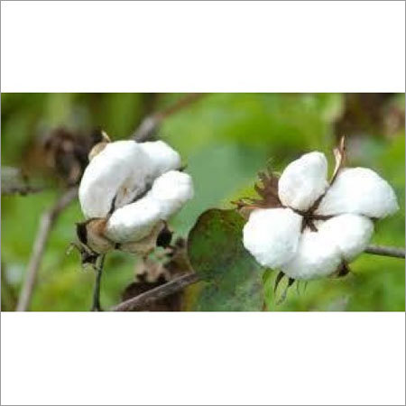 Raw Cotton