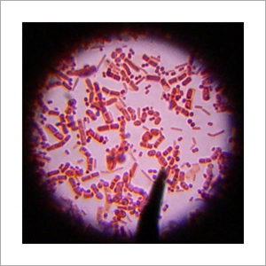 Anti Coccidial Disinfectant