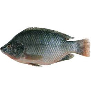 Halamid Equivalent