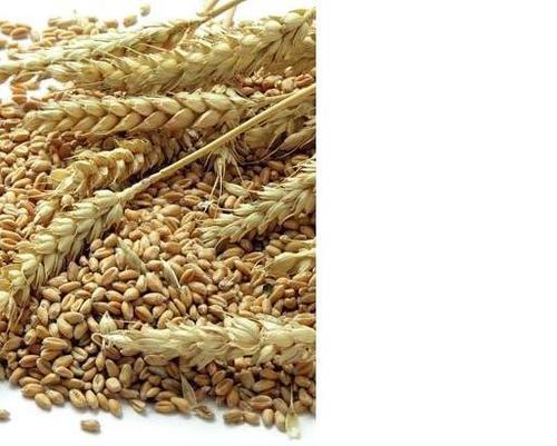 Wheat Wheat