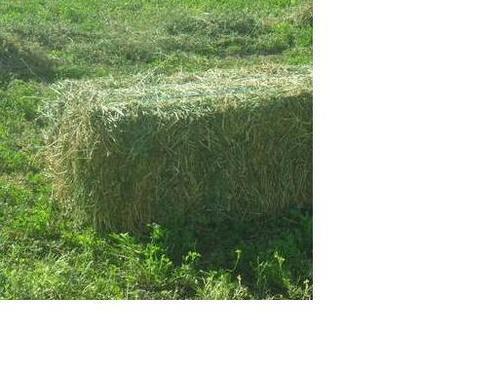 Alfalfa Hay By ELEVEN INTERNATIONAL