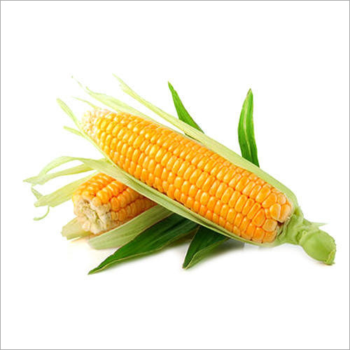 Organic Maize
