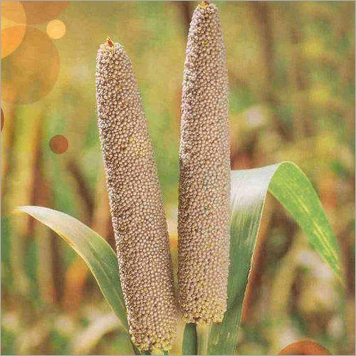 Pearl Millet