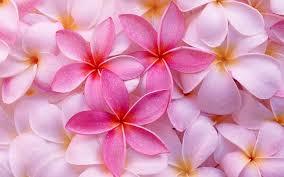 Fragrance For Toilet Soaps Suitable For: Daily Use