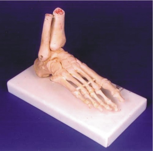 Skeletal Model of Human Foot - Solid Plastic Cast with Tibia and Fibula, Detailed Bone Structure for Laboratory Use