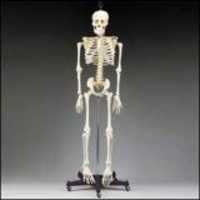 Human Skeleton