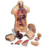 Human Torso Mini
