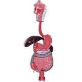 Digestive System