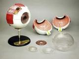 Biological Equipments and Models