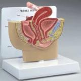 Female Pelvis