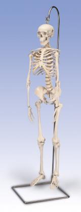 MINIATURE SKELETON