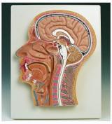 Head Section